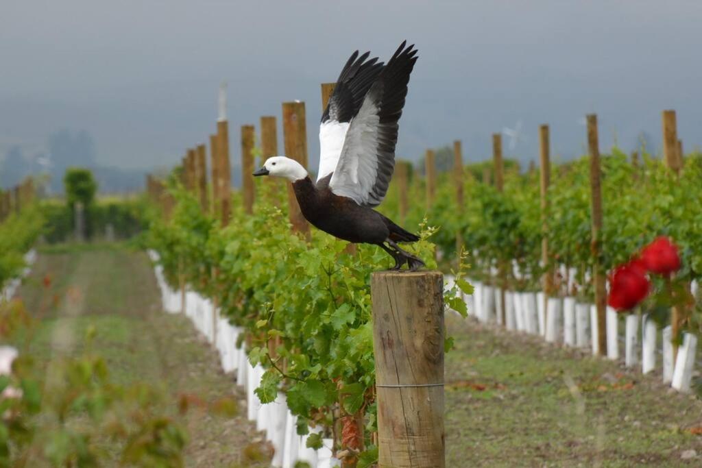 Ddog Vineyard & Bnb Renwick Exterior foto