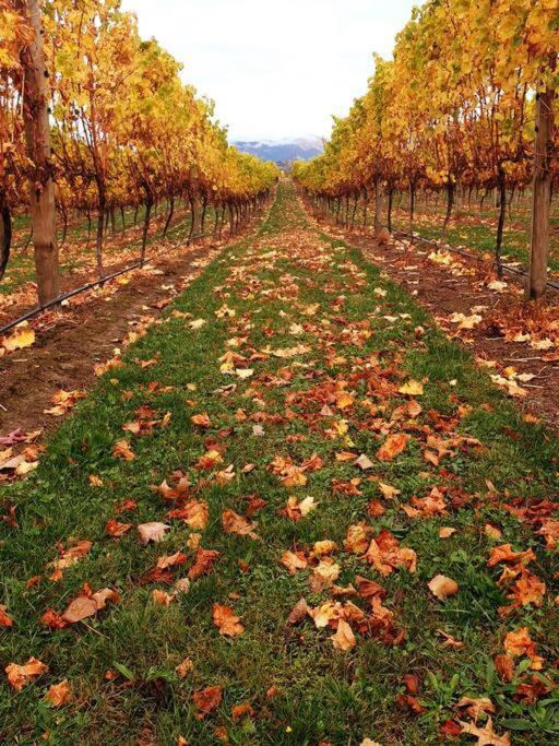 Ddog Vineyard & Bnb Renwick Exterior foto