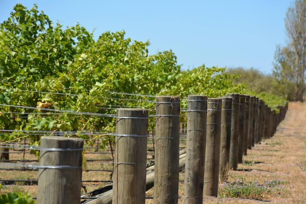 Ddog Vineyard & Bnb Renwick Exterior foto