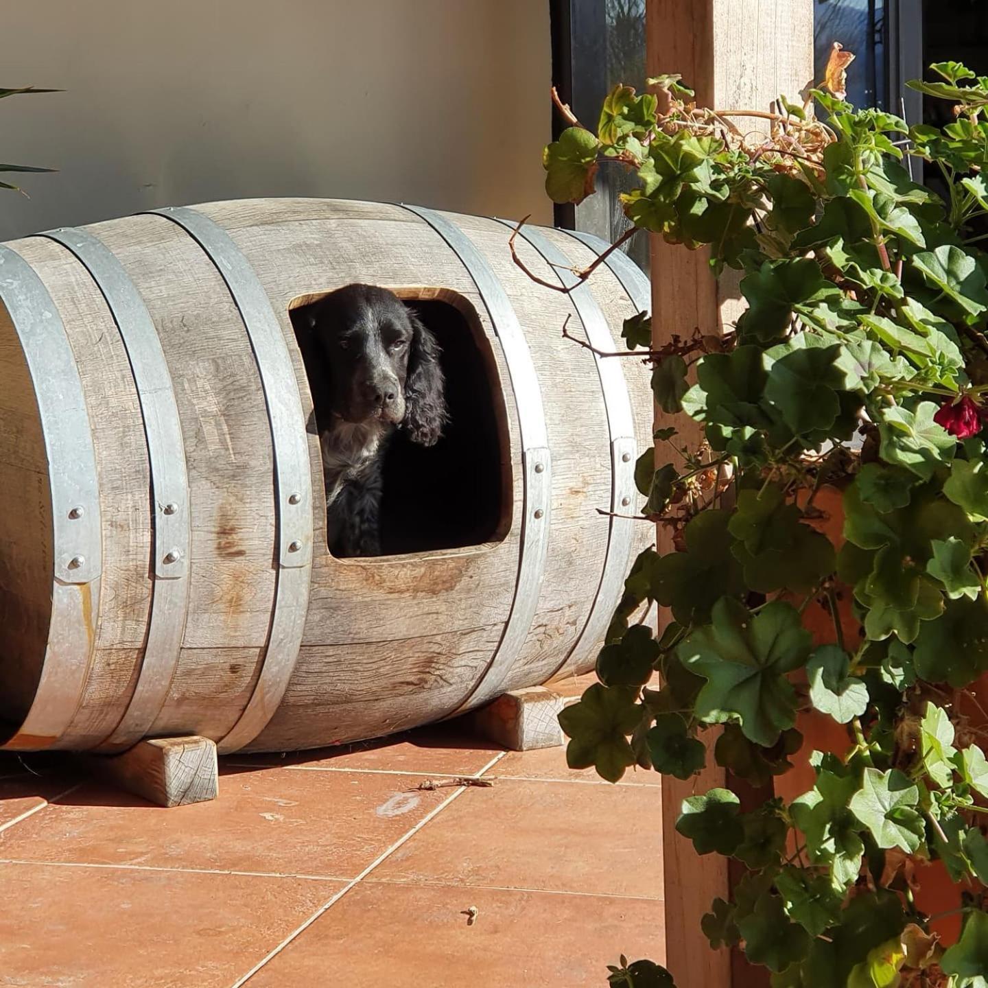 Ddog Vineyard & Bnb Renwick Exterior foto