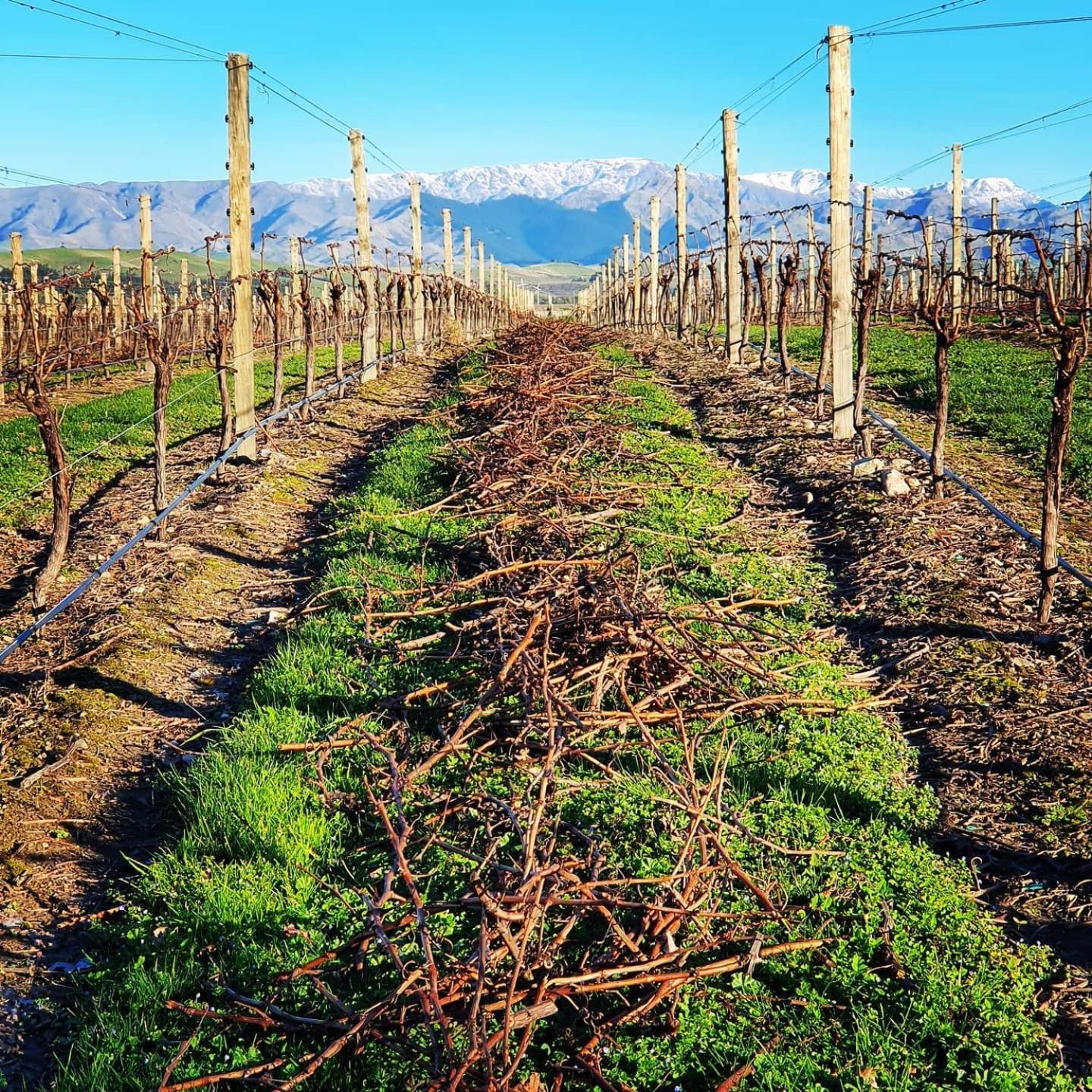 Ddog Vineyard & Bnb Renwick Exterior foto