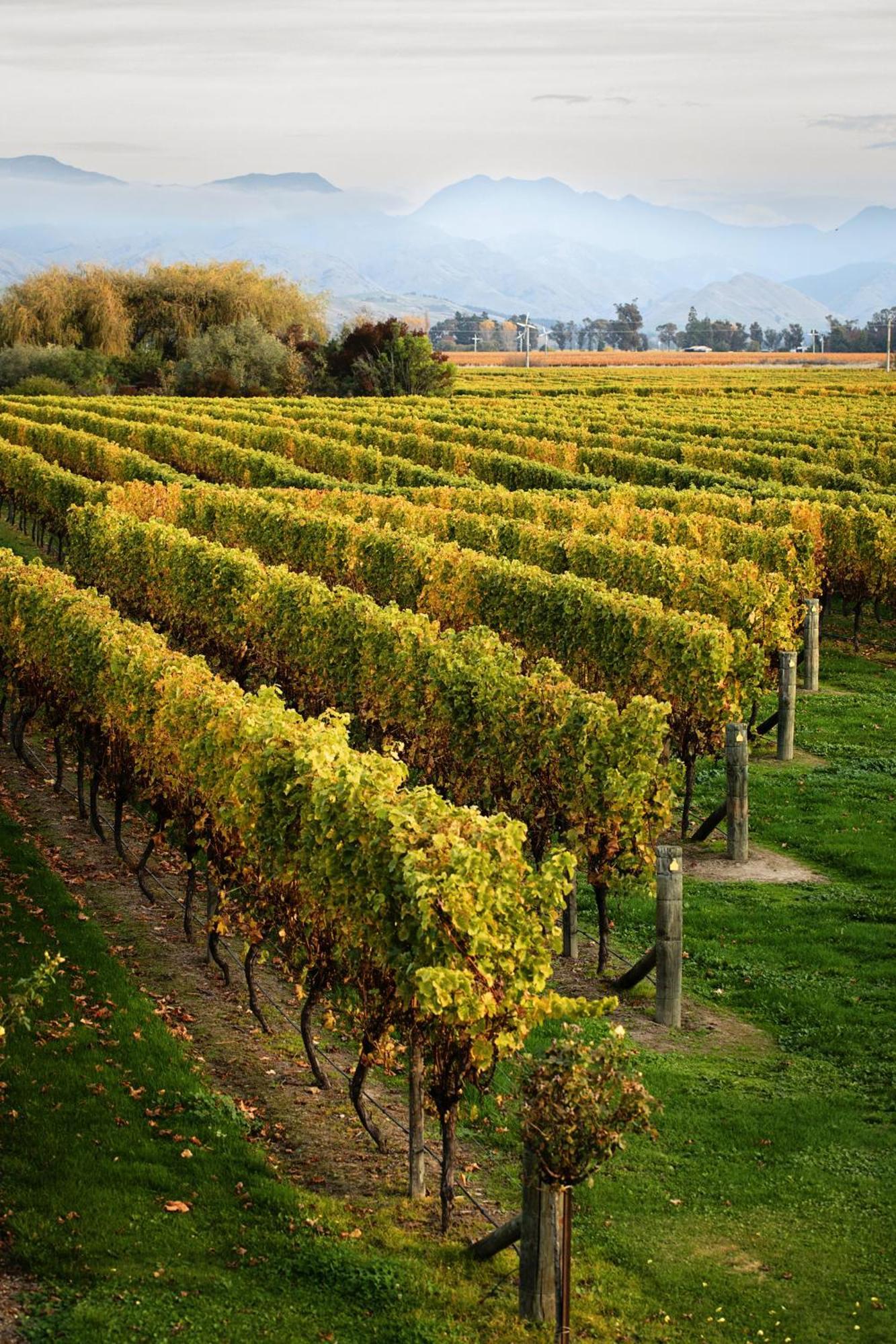 Ddog Vineyard & Bnb Renwick Exterior foto